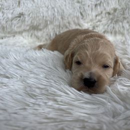 Aussiedoodle, Goldendoodle, and Poodle Puppies from Designer Doodles