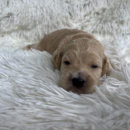 Aussiedoodle, Goldendoodle, and Poodle Puppies from Designer Doodles