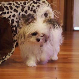 Mi-Ki Puppies from Rare Gem Mi-Ki’s LTD