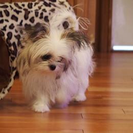 Mi-Ki Puppies from Rare Gem Mi-Ki’s LTD