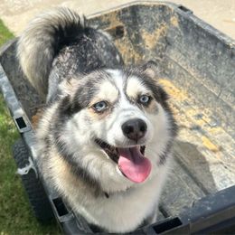 Spencer - Pomsky