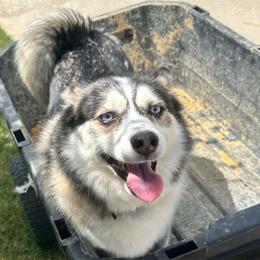 Spencer - Pomsky