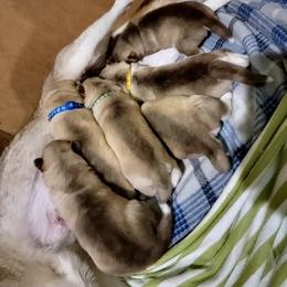 Siberian Husky Puppies from Diamond's Huskies in the Ruff