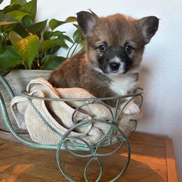 Joyce Byers - Sable female Pembroke Welsh Corgi puppy in Olathe, Colorado from Rocking LJ Breeding