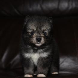 Bandit - Wolf sable male Pomsky puppy in Coos Bay, Oregon from Ocean View Pomskies