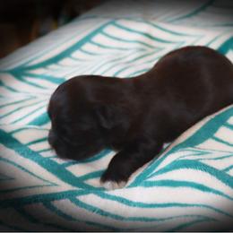 Boy 4 - male Havanese puppy in Hamptonville, North Carolina from Alabama Havanese Kennel