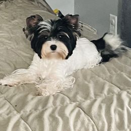 Cornetka - Biewer Terrier