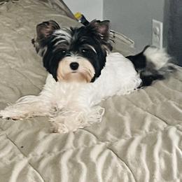 Cornetka - Biewer Terrier