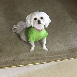 Betty - Maltese