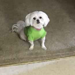 Betty - Maltese