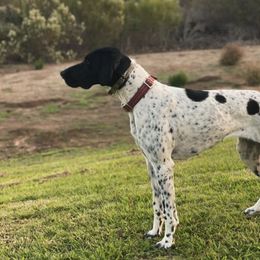 German Shorthaired Pointers from Morris Covey Farm