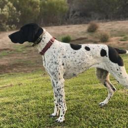 German Shorthaired Pointers from Morris Covey Farm