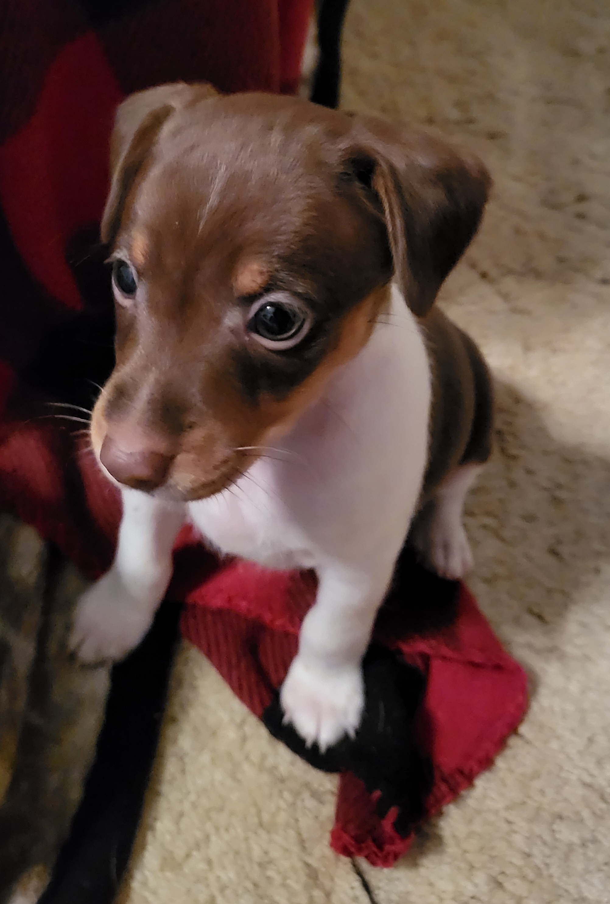 Rat Terrier Puppies from Country Rat Terriers