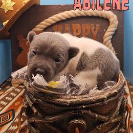 Abilene - White and blue female Rat Terrier puppy in Lynn, Alabama from Cryptic Rat Terriers