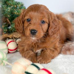 Chase - Red male Cockapoo puppy in Pledger, Texas from Sugarbear Cockapoos