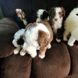 Pomeranian and Sheepadoodle Puppies from Fluffy Wonders Poms and Doodles