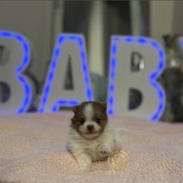 Boy 1 - Chocolate merle Pomeranian puppy in Abilene, Texas from Blessedpoms