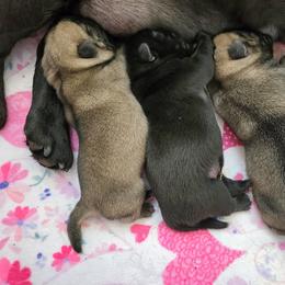 Girl 2 - Fawn female Pug puppy in Broadway, Virginia from Colebrook Posh Pugs