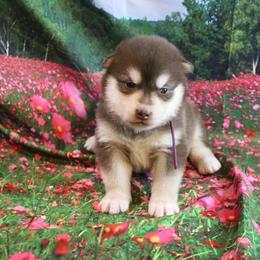 Alaskan Malamute Puppies from New River Valley Malamutes