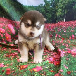 Alaskan Malamute Puppies from New River Valley Malamutes
