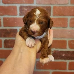Lime collar girl - Parti female Goldendoodle puppy in Los Molinos Ca, California from Sunshine Sanctuary Doodles