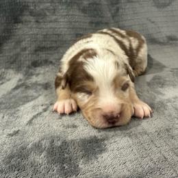 Red Merle Male - 2000 - Red merle male Australian Shepherd puppy in Morristown, Tennessee from Lakeway Farms
