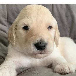 Boy 2 - Goldendoodle puppy in Blaine, Minnesota from The Golden Roo
