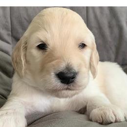 Boy 2 - Goldendoodle puppy in Blaine, Minnesota from The Golden Roo