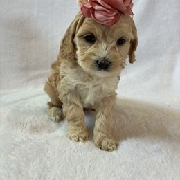 Hazel - Sable and white female Cockapoo puppy in Adrian, Oregon from ApplebyFarm