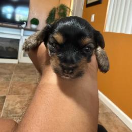 Boy 3 - Black and tan male Yorkshire Terrier puppy in Pomona, California from Lunio's Yorkies