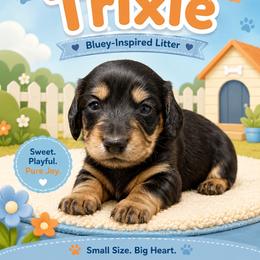 Trixie - Black and cream female Dachshund puppy in Longview, Texas from Gee Dogs- Dachshunds and Bernedoodles
