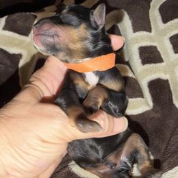 Nocona AKC RARE red pepper phantom - Salt and pepper male Miniature Schnauzer puppy in Dayton, Texas from Von Baron Schnauzers