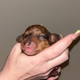 Neagan - Dapple male Dachshund puppy in Converse, Texas from JP's South Texas Dachshunds