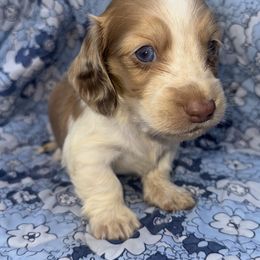 Graham - Piebald male Dachshund puppy in Duncanville, Alabama from Bear Creek Dachshunds