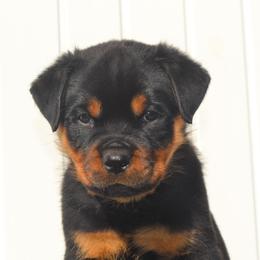 Mr White - Black and mahogany male Rottweiler puppy in Ethel, Washington from Titanenheim Rottweilers