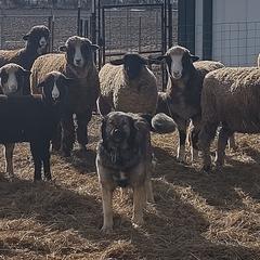 Colorado Mountain Dogs from Painted Horizon Acres