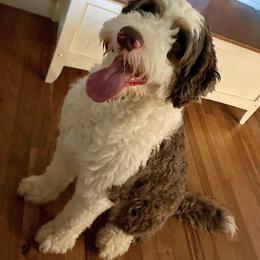 Portuguese Water Dog Puppies from Top Notch Portuguese Water Dogs