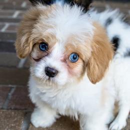 Jax - Blenheim male Cavapoo puppy in Boardman, Ohio from Taliaferro Kennel