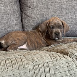 Hera- Orange Collar - Gray brindle female Cane Corso puppy in Compton, California from Urban League Cane Corso