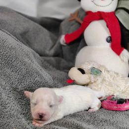 Poppy (pink collar)-OFA and CHIC parents - White female Coton de Tulear puppy in Westfield, North Carolina from Legacy Pets