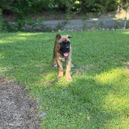 Brown collar - Fawn female Cane Corso puppy in Opelousas, Louisiana from Azelees Cane Corso