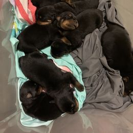 Rottweiler Puppies from Rottweiler Land