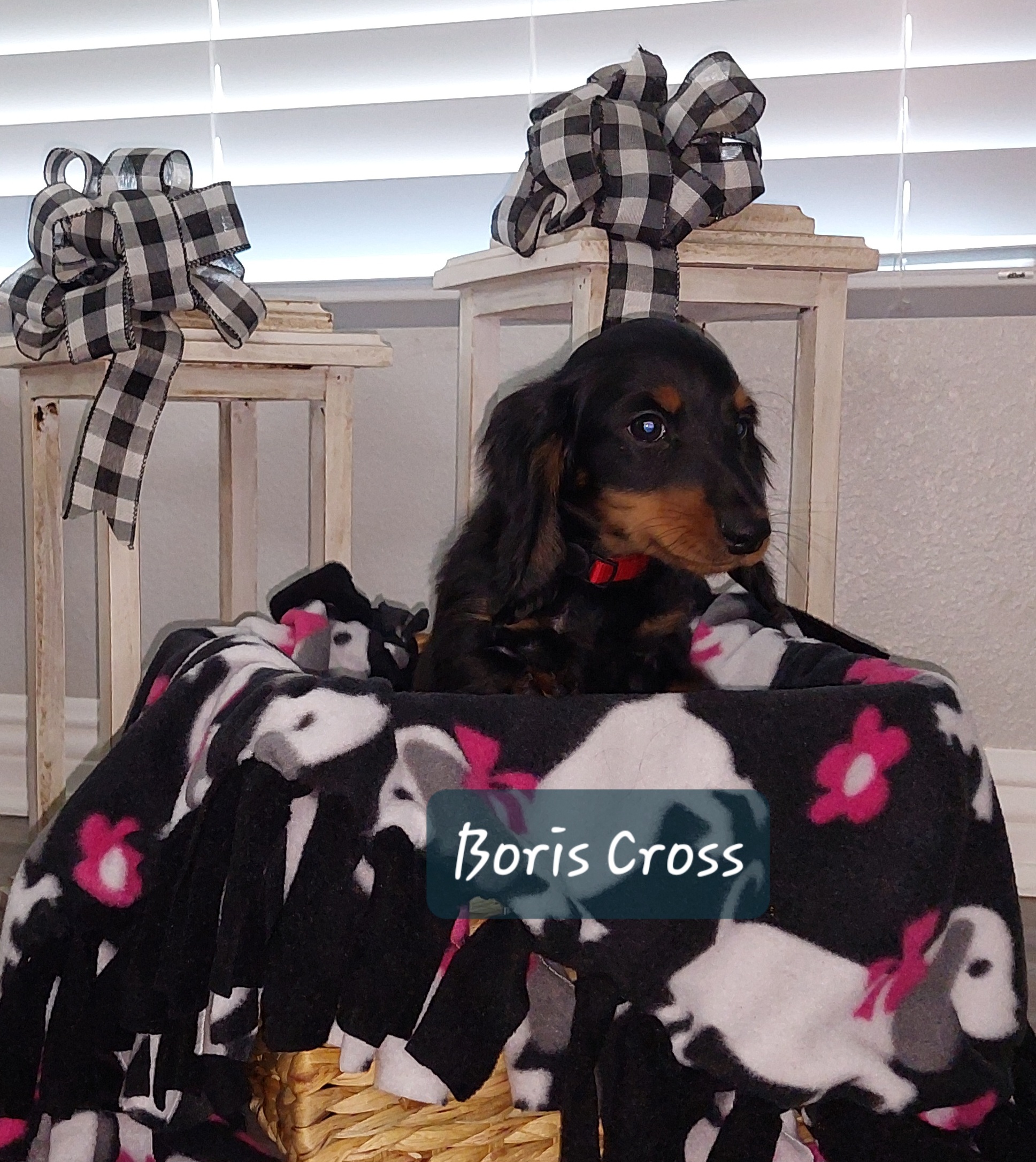 Boy 1 - Black and tan Dachshund puppy in Moreno Valley, California from Windy Ridge Miniatures