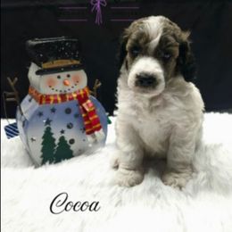 Cocoa - Sable male Poodle puppy in Mancelona, Michigan from Lavender poodles & doodles