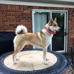 West Siberian Laika All Grown Up from Campfire WSL