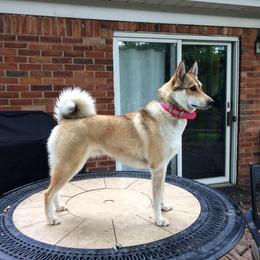 West Siberian Laika All Grown Up from Campfire WSL