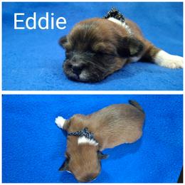 Eddie - Red male Lhasa Apso puppy in Cincinnati, Ohio from Shangri-La Lhasa Apsos