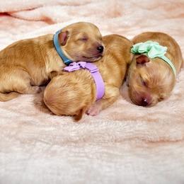 Shih Tzu puppies from Amarilys ShihTzus & Poodles