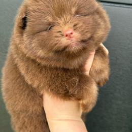 Girl 1 - Chocolate female Pomeranian puppy in Newark, Ohio from Keeperofstars Pomeranians