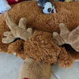 Chihuahua Puppies from Pampered Chihuahuas